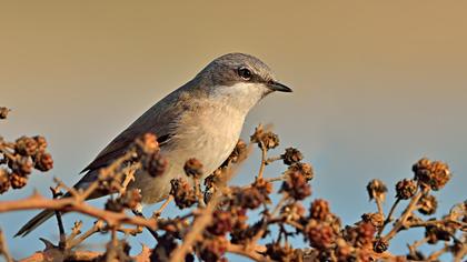 Küçük akgerdanlı ötleğen