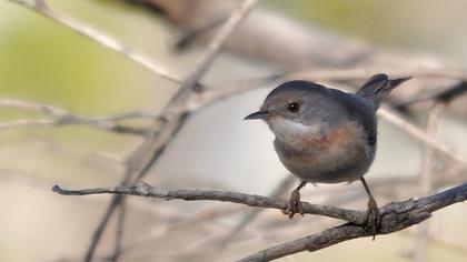 Bıyıklı ötleğen