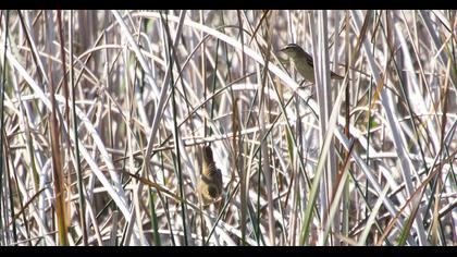Kındıra kamışçını