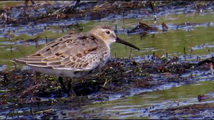 Karakarınlı kumkuşu