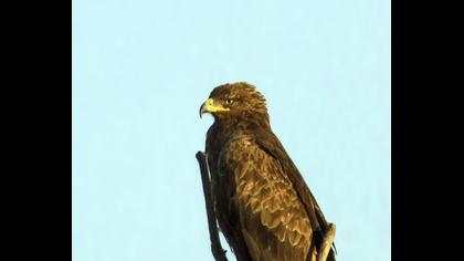 Küçük orman kartalı