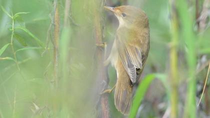 Çalı kamışçını