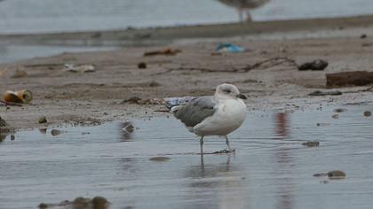 Küçük gümüş martı