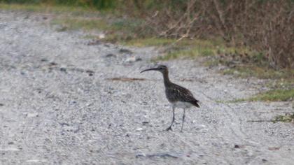 Sürmeli kervançulluğu