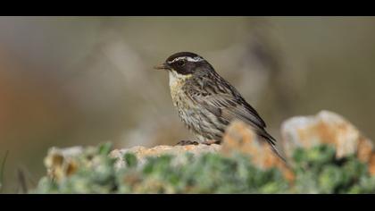 Sürmeli dağbülbülü