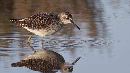 Orman düdükçünü