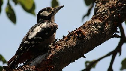 Orman alaca ağaçkakanı