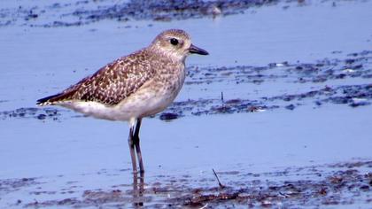 Grey Plover