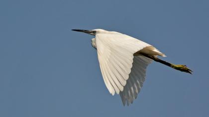 Küçük ak balıkçıl