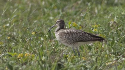 Sürmeli kervançulluğu