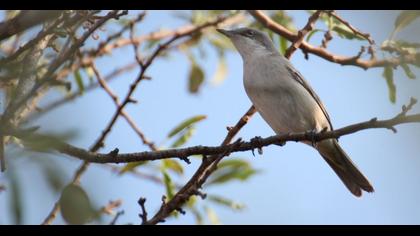Küçük akgerdanlı ötleğen