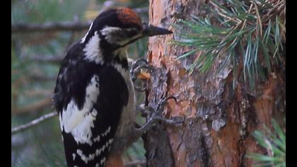 Orman alaca ağaçkakanı