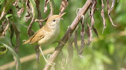 Çalı kamışçını
