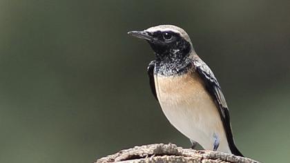 Karakulaklı kuyrukkakan