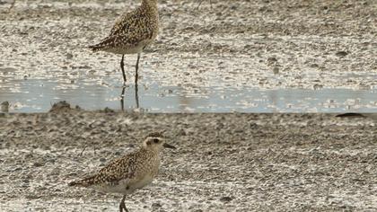 Küçük altın yağmurcun