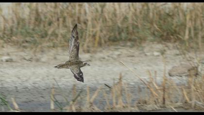 Küçük altın yağmurcun