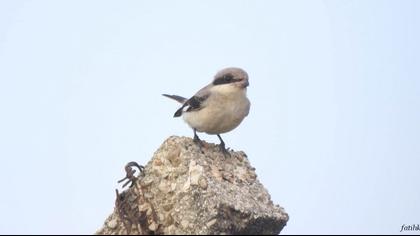 Karaalınlı örümcekkuşu