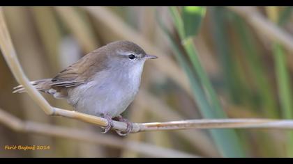 Kamışbülbülü
