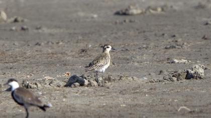 Küçük altın yağmurcun