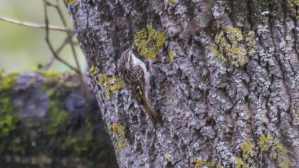 Orman tırmaşıkkuşu