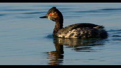 Karaboyunlu batağan