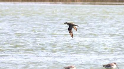 Küçük altın yağmurcun