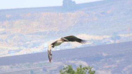 Great White Pelican