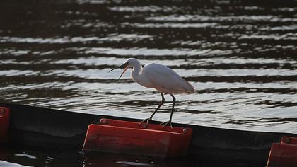 Küçük ak balıkçıl
