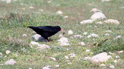 Kırmızıgagalı dağ kargası