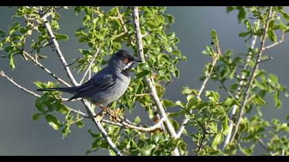 Karaboğazlı ötleğen