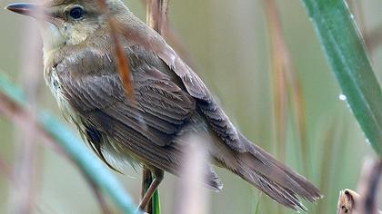 Büyük kamışçın