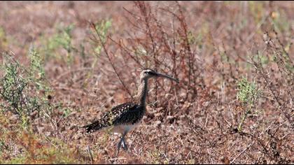 Sürmeli kervançulluğu
