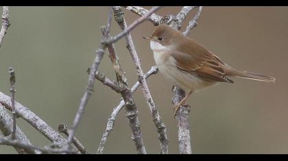 Akgerdanlı ötleğen
