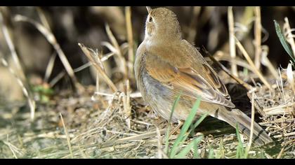 Akgerdanlı ötleğen