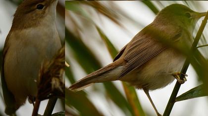 Çalı kamışçını