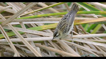 Kındıra kamışçını