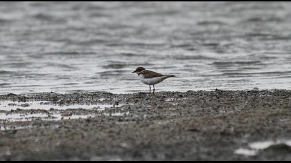 Halkalı küçük cılıbıt