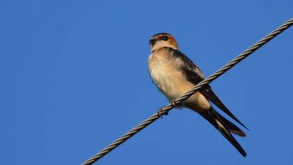 Kızıl kırlangıç