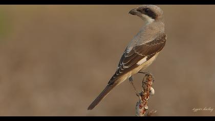 Karaalınlı örümcekkuşu