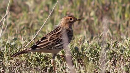 Kızılgerdanlı incirkuşu