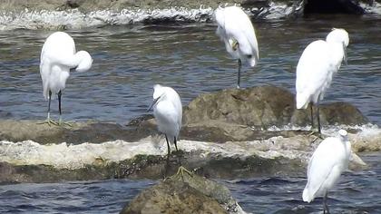Küçük ak balıkçıl
