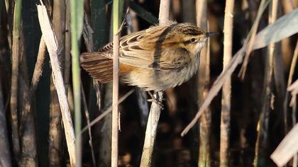 Kındıra kamışçını