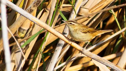 Kındıra kamışçını