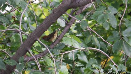 Karabaşlı ötleğen