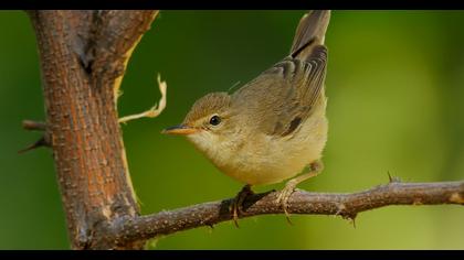 Çalı kamışçını