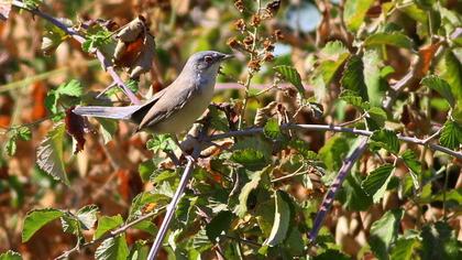 Pembegöğüslü ötleğen