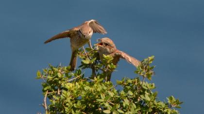 Kızılsırtlı örümcekkuşu