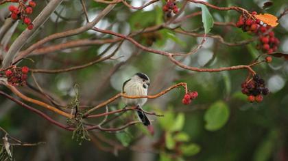 Uzunkuyruklu baştankara