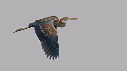 Erguvani balıkçıl