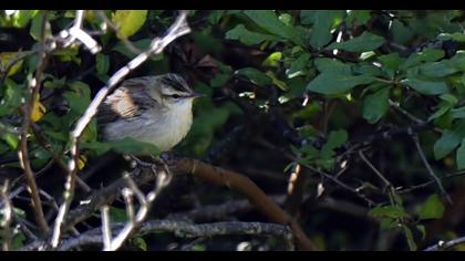 Kındıra kamışçını